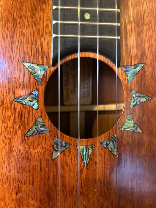 Shark Tooth Rosette - Concert